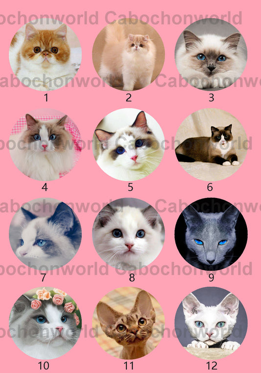 Cute Cat Cabochon Collection CWN0029