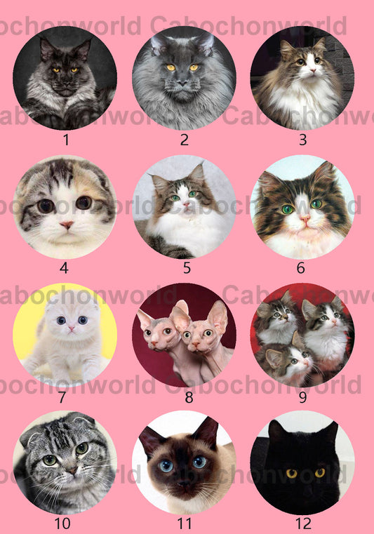 Cute Cat Cabochon Collection CWN0031