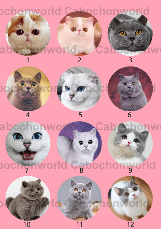 Cute Cat Cabochon Collection CWN0032