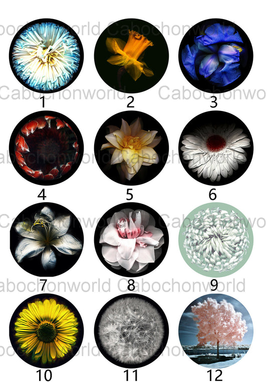 Beautiful Flower Cabochon Collection CW0364