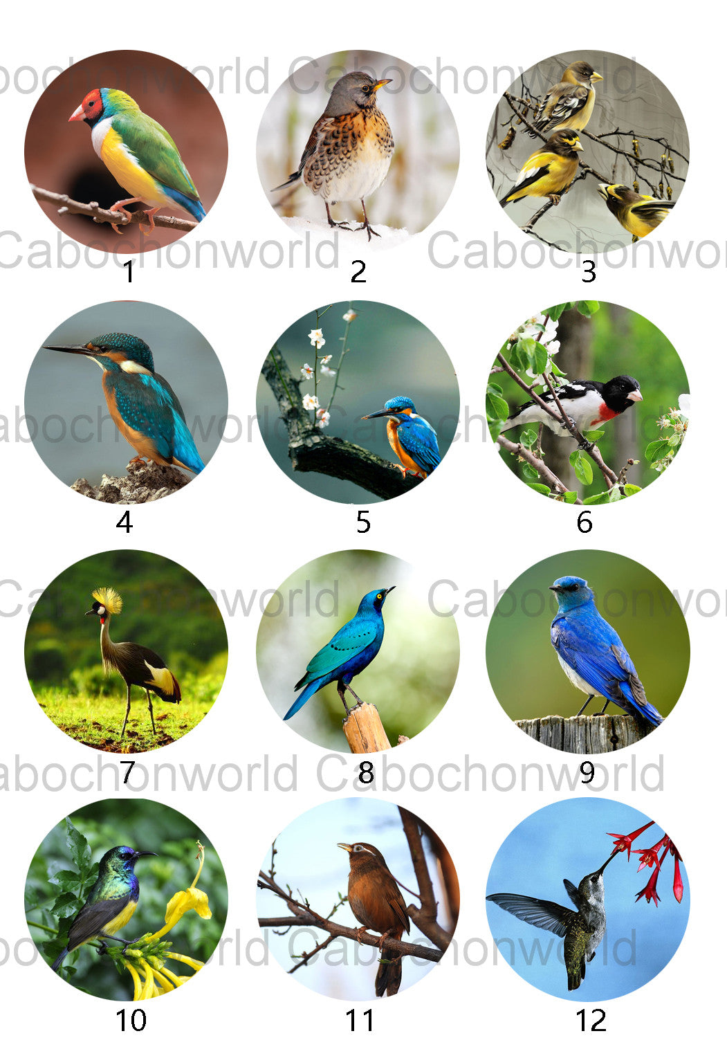 Belle collection de cabochons d'oiseaux CW0511