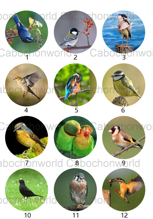 Belle collection de cabochons d'oiseaux CW0512