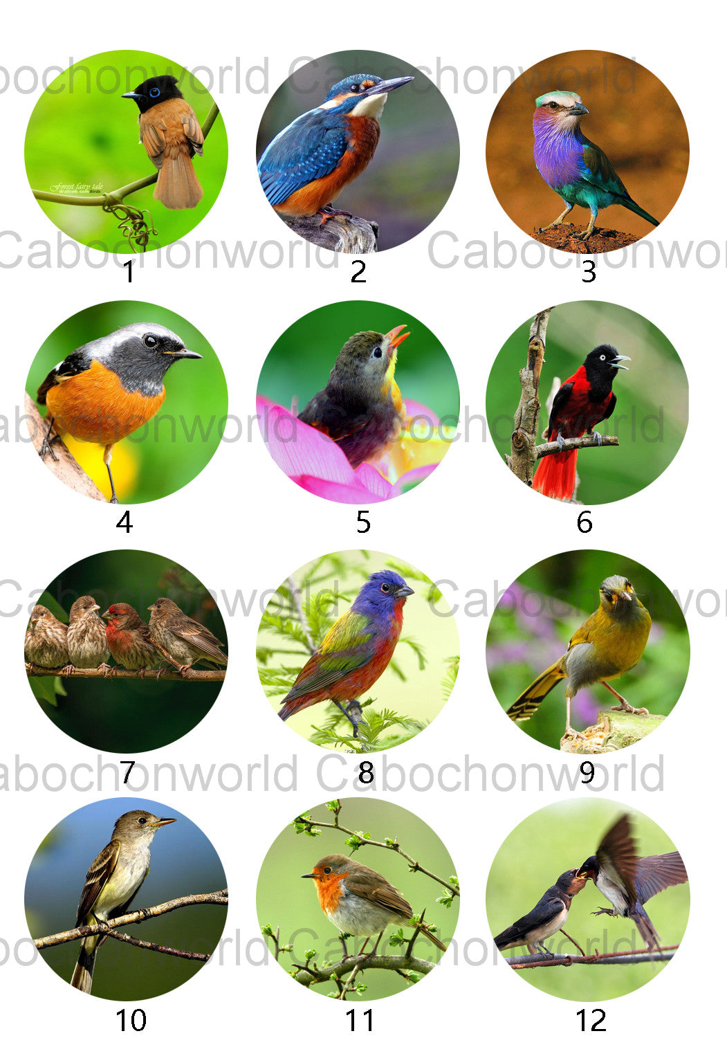 Belle collection de cabochons d'oiseaux CW0513