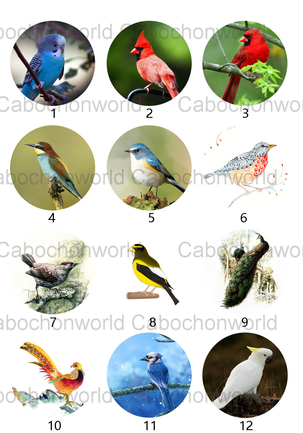 Belle collection de cabochons d'oiseaux CW0515